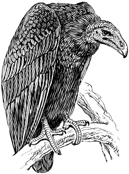 File:Vulture (PSF).png