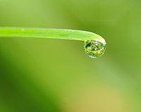 Goutte de rosée.