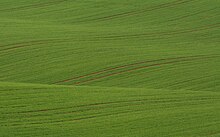 Minimalist landscape by Martin Vorel Wavy Green Field in Minimalist Style.jpg