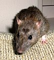 File:Trampa ratones.jpg - Wikimedia Commons