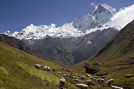 Flock of sheep near Annapurna Base Camp by Trilok Shrivastava