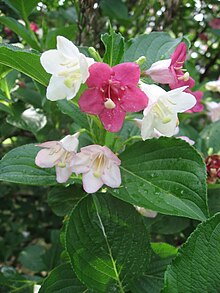 Weigela coraeensis 10.JPG