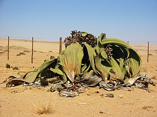 Welwitschia mirabilis Bemærk størrelsen i forhold til hegnet!