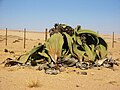 ウェルウィッチア - Wikipedia