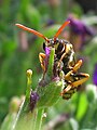 Wespenbiene (Nomada succincta)