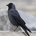 Corvus monedula