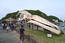 Whale skeleton 3.jpg
