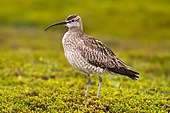 A living Numenius phaeopus, or whimbrel Whimbrel Numenius phaeopus.jpg