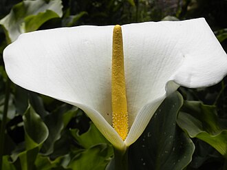 The familiar calla lily is not a single flower. It is actually an inflorescence of tiny flowers pressed together on a central stalk that is surrounded by a large petal-like bract. White and yellow flower.JPG