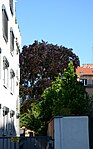 Copper beech (Fagus sylvatica atropurpurea)