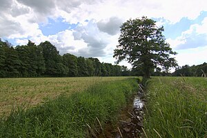 Meadow in the pig quarry.jpg