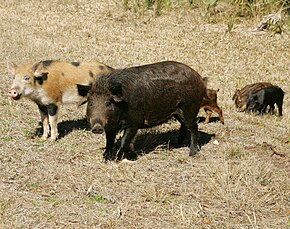 A family of wild pigs, U.S. Fish and Wildlife Service Wild hogs family.jpg