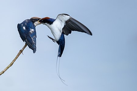 Hirundo smithii (Wire-tailed Swallow)