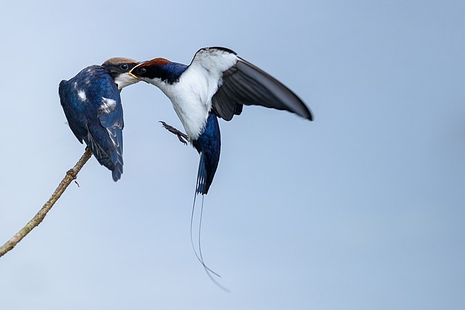 Wire-tailed swallow transferring food to offspring (created by Manojiritty; nominated by Jkadavoor)