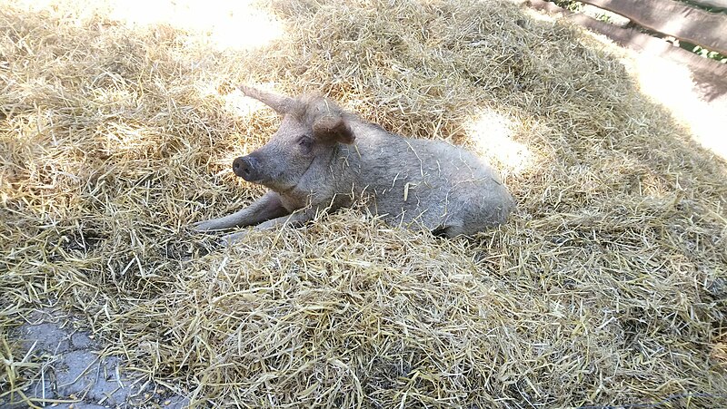 File:Wollschwein im Stroh im Wildpark Bad Mergentheim 2022.jpg