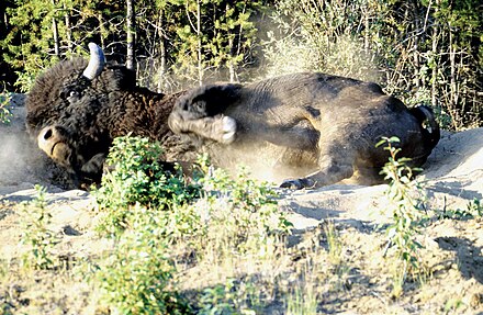 Wood Buffalo