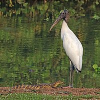 Wood stork (Mycteria americana) and Yacare caiman.jpg