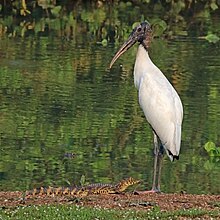 with juvenile Yacare caiman, Brazil Wood stork (Mycteria americana) and Yacare caiman.jpg