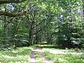 Tourist trail in the forest in the Wolin National Park (Poland)