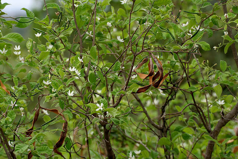 File:Wrightia tinctoria in Keesaraguda, AP W IMG 9080.jpg