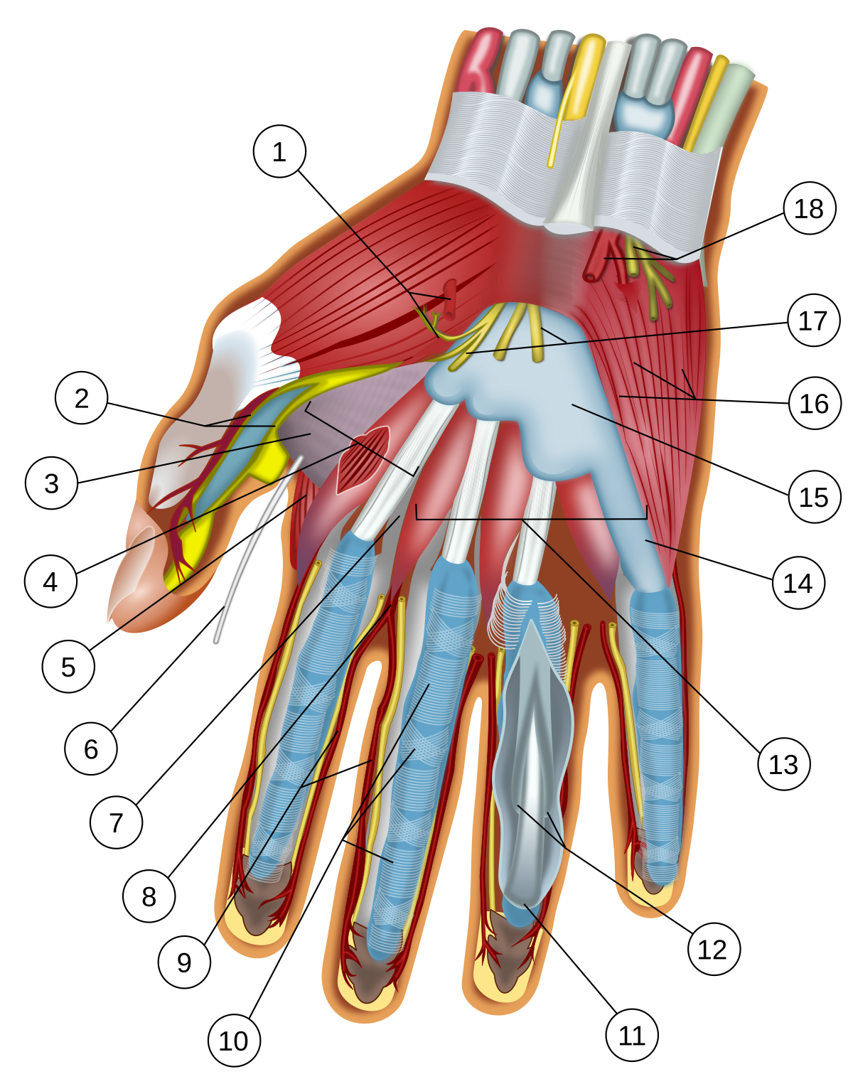Местоположение рук. Thenar анатомия. Кисть руки анатомия строение. Мышцы кисти руки анатомия. Анатомическое строение пальца.