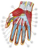 3 Round 1 votes Wrist and hand deeper palmar dissection Credit: Wikimedian The Photographer.