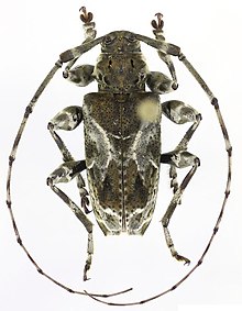 Xylergates lacteus.jpg