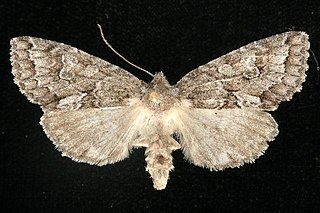 <i>Xylotype arcadia</i> Species of moth