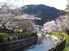 琵琶湖疏水と桜