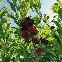 Yangmei cultivado em Fremont, Califórnia.jpg