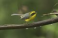 Yellow-bellied Fantail - Eaglenest - India FJ0A0458 (33475546723).jpg