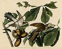 Yellow-billed Cuckoo (Audubon), with a background of pawpaw foliage and fruits Yellow-billed Cuckoo (Audubon).jpg