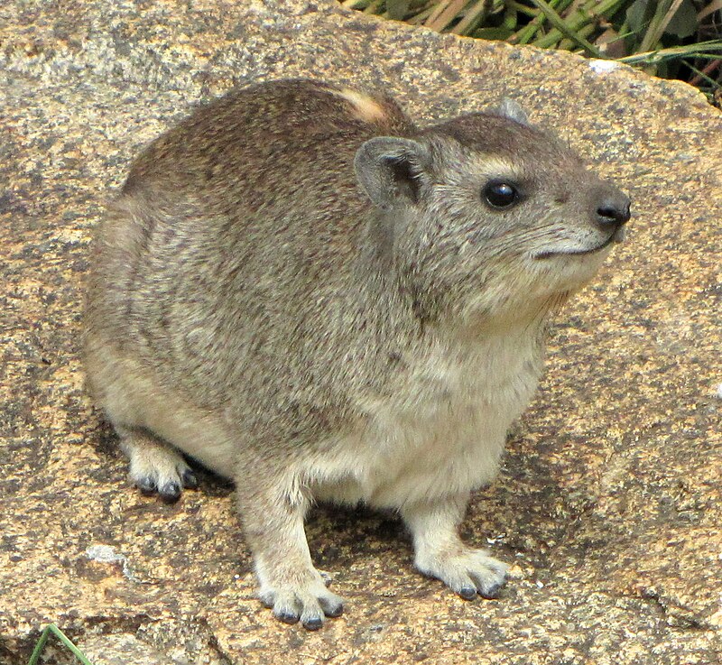 Kivitamaani (Heterohyrax brucei)