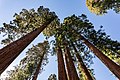 * Nomination Mariposa Grove of Giant Sequoias in Yosemite National Park, California, USA --XRay 03:43, 1 November 2022 (UTC) * Promotion  Support Good quality.--Agnes Monkelbaan 05:19, 1 November 2022 (UTC)