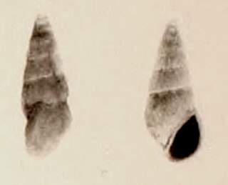 <i>Zebinella degrangei</i> Species of gastropod