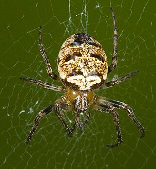 <i>Zilla diodia</i> Species of spider