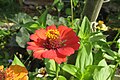 * Nomination Zinnia elegans --Sunny365days 17:17, 26 November 2023 (UTC) * Promotion  Support Good quality. --Jakubhal 04:45, 27 November 2023 (UTC)