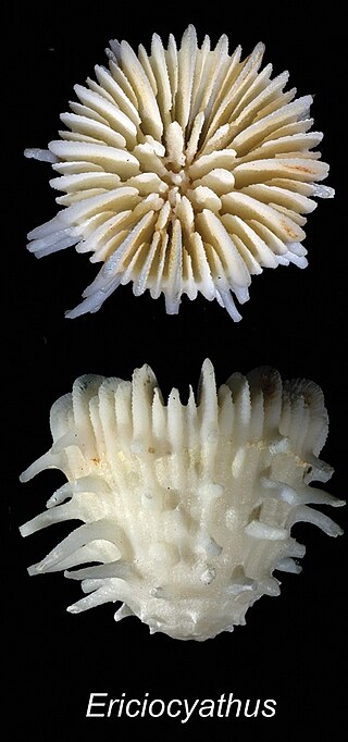 <i>Ericiocyathus</i> Genus of corals