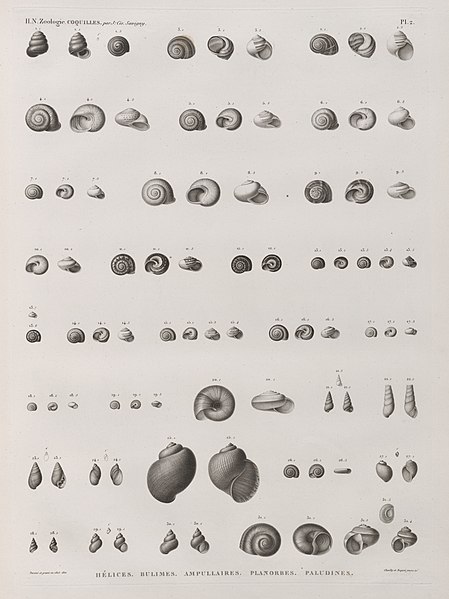 Pl.2 - Hélices, Bulimes, Planorbes, Paludines