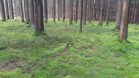 Zwergstrauchgesellschaft im NSG Schwanne Wald