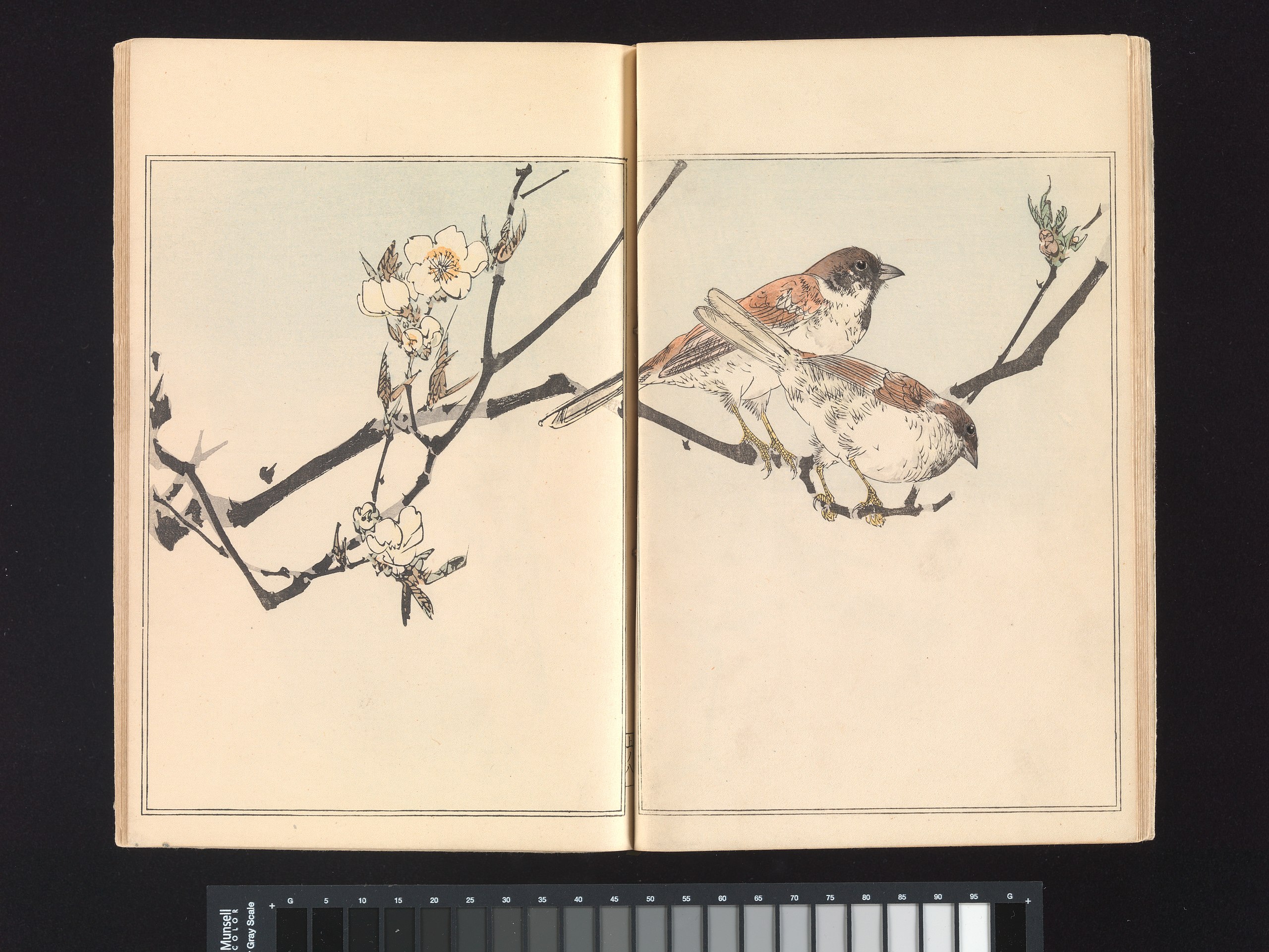 File:渡辺省亭 『省亭花鳥画譜』花鳥画-Seitei's Birds and Flowers 
