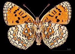 Melitaea aetherie - mounted specimen - male ventral