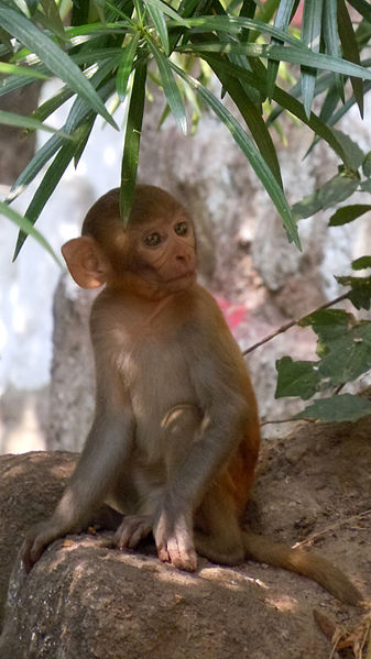File:(Macaca mulatta) Rhesus macaque Juvenile at Bhadrachalam.JPG