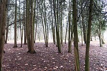 Дендрологический парк "Подолье". Фото 3.jpg