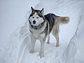 * Nomination Husky at Goristaya street. Borovoy, Kalevalsky District, Republic of Karelia, Russia. By User:Avsolov --Красный 22:42, 16 January 2024 (UTC) * Promotion This could probably be acceptable but it's too dark. --Plozessor 05:37, 17 January 2024 (UTC) Corrected lights a bit. Красный 21:52, 17 January 2024 (UTC)  Support Better! --Plozessor 05:23, 18 January 2024 (UTC)