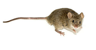 A mouse, plural mice, is a small rodent characteristically having a pointed snout, small rounded ears, a body-length scaly tail, and a high breeding rate. The best known mouse species is the common house mouse. It is also a popular pet. In some places, certain kinds of field mice are locally common. They are known to invade homes for food and shelter.