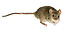 Мышь 2.jpg