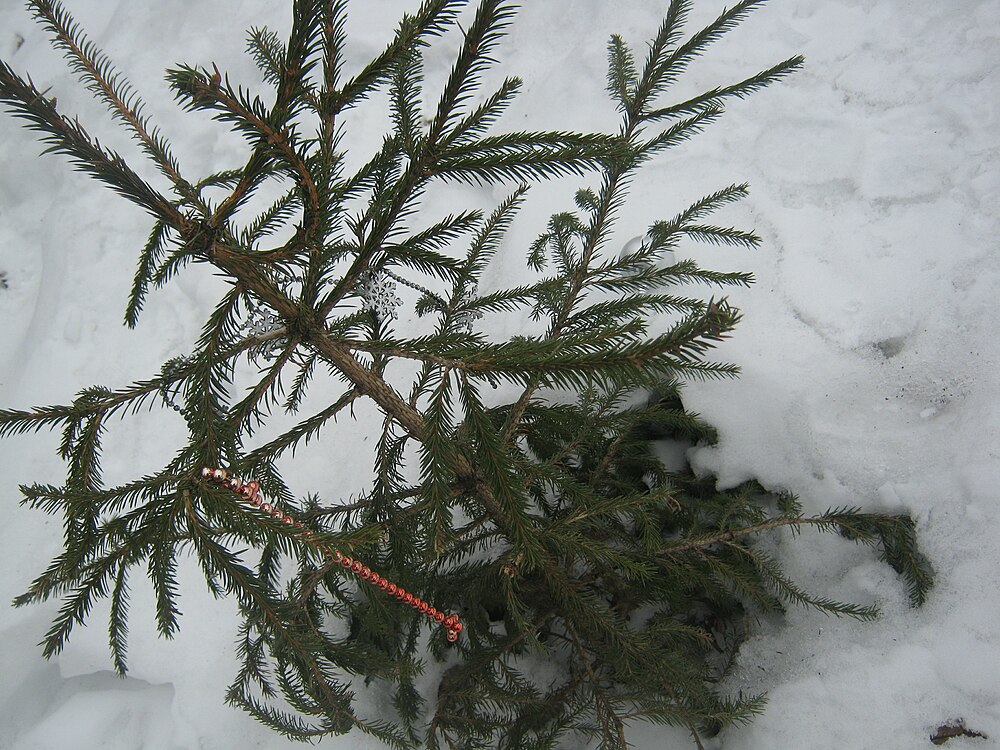 Picea