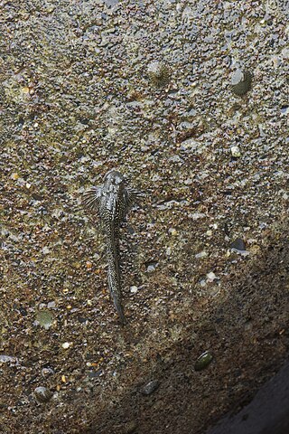 <i>Andamia tetradactylus</i> Species of fish