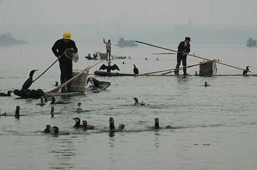 Contemporary fishing with cormorants on Poyang Lake, China